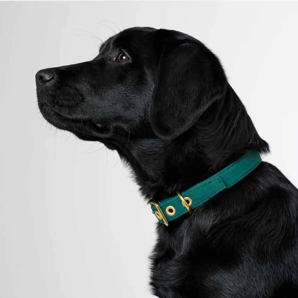 Animals In Charge All Weather Dog Collar - Forest Green Brass