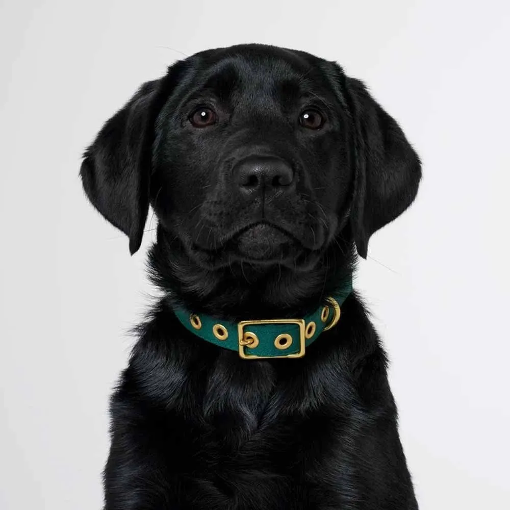 Animals In Charge All Weather Dog Collar - Forest Green Brass