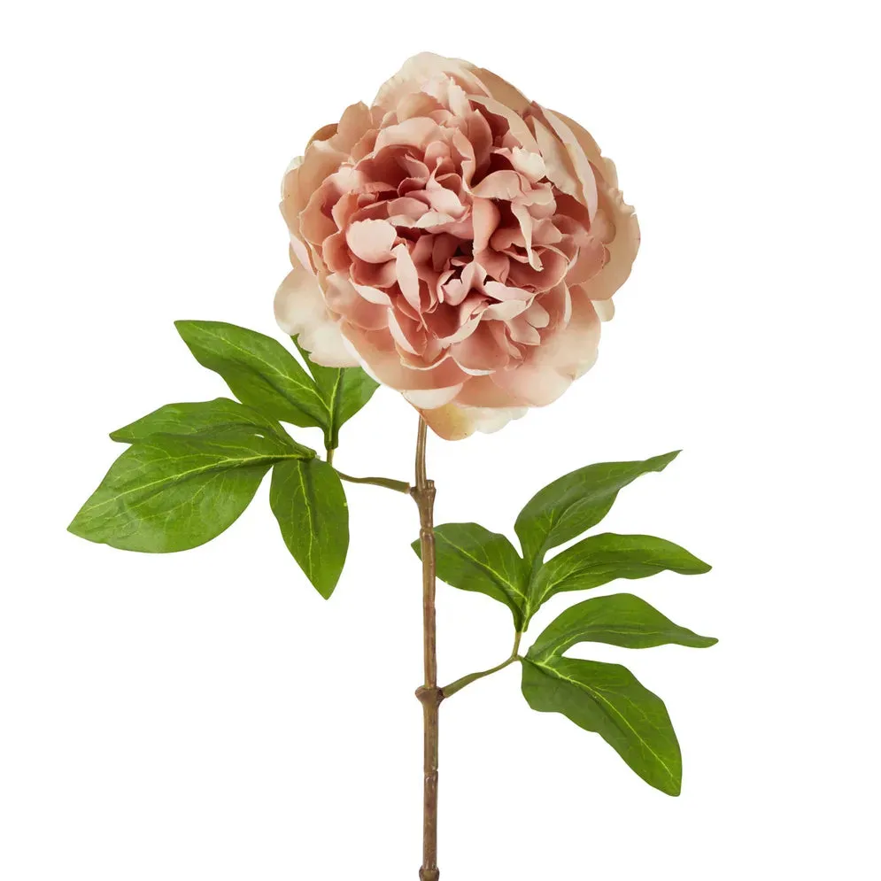 Dried Peony Stem Blush